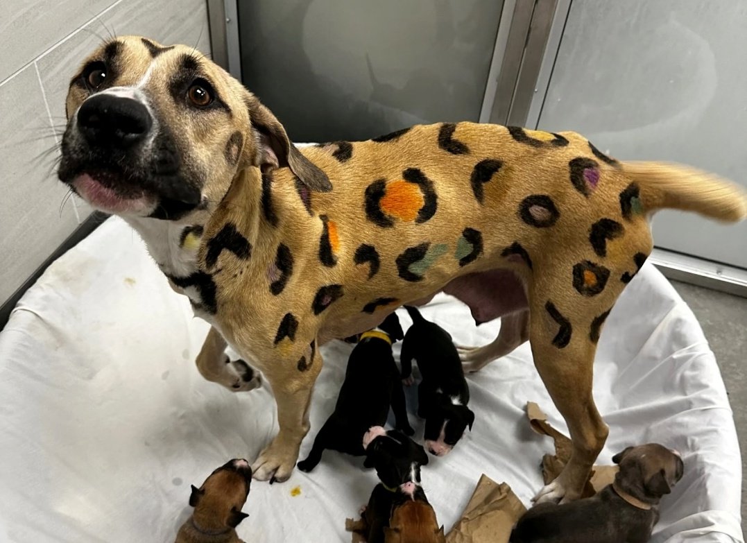 Call About Neglected Dog in Arizona Leads Rescuers to Spotted ‘Leopard’ With Litter of Puppies