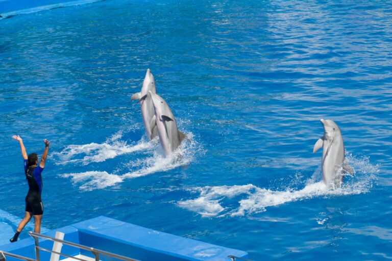 Exciting dolphin show with trainer in Valencia theme park's swimming pool.