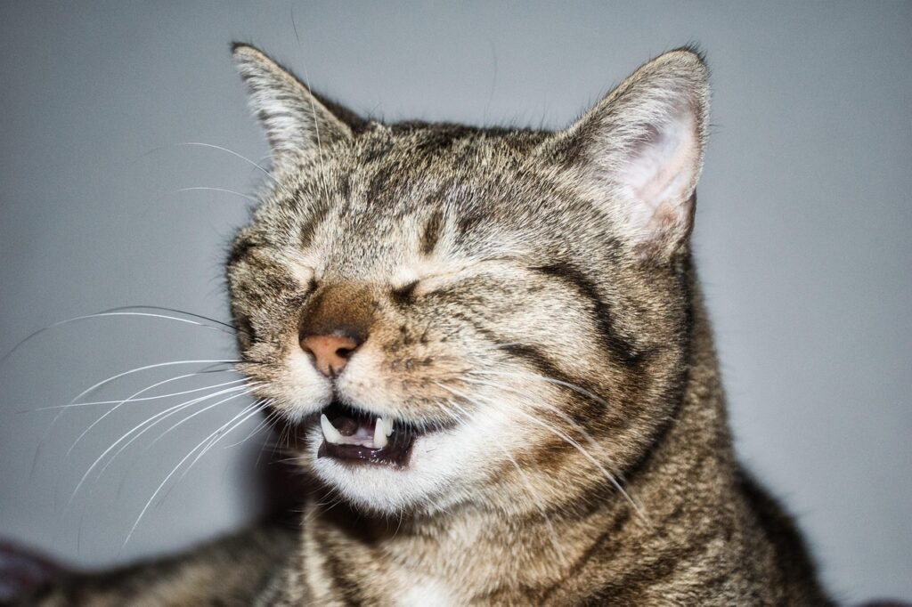 cat, pet, animal, sneeze, teeth, nature, beauty