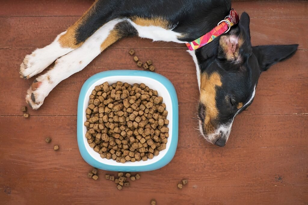 dog, animal, pet, food, bowl, kibble, paws, treat, nap, sleep