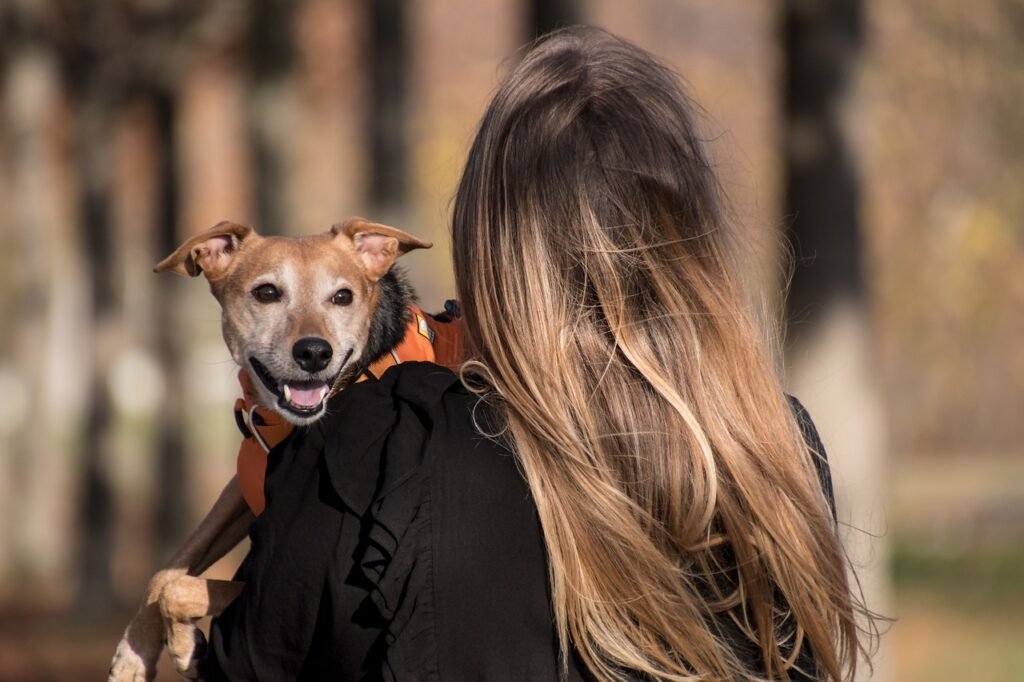 dog, pet, pet owner, animal, owner, domestic dog, canine, harness, dog harness, mammal, cute, adorable, woman, nature, female, outdoors