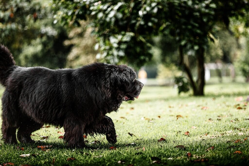 newfoundland dog, dog, pet, terranova, black dog, nature, animal, domestic, canine, mammal, cute, outdoors, field