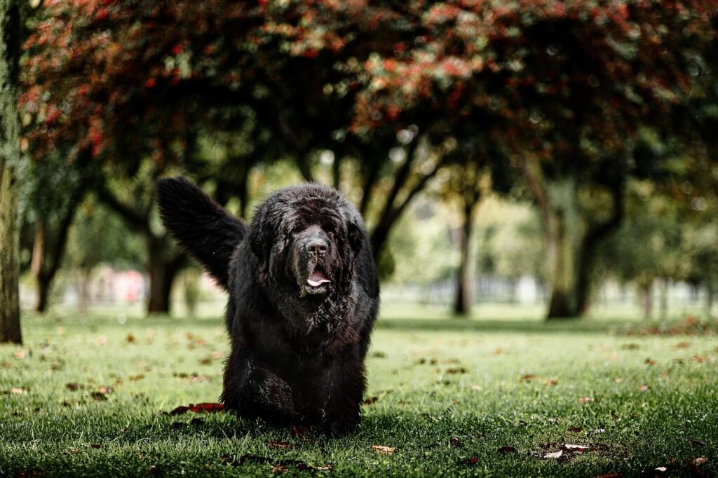 newfoundland dog, dog, pet, terranova, black dog, animal, nature, domestic, canine, mammal, cute, outdoors, field