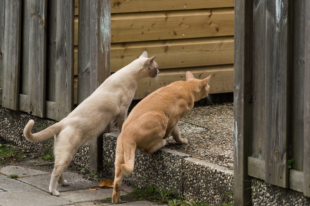 Curiosity That Knows No Bounds