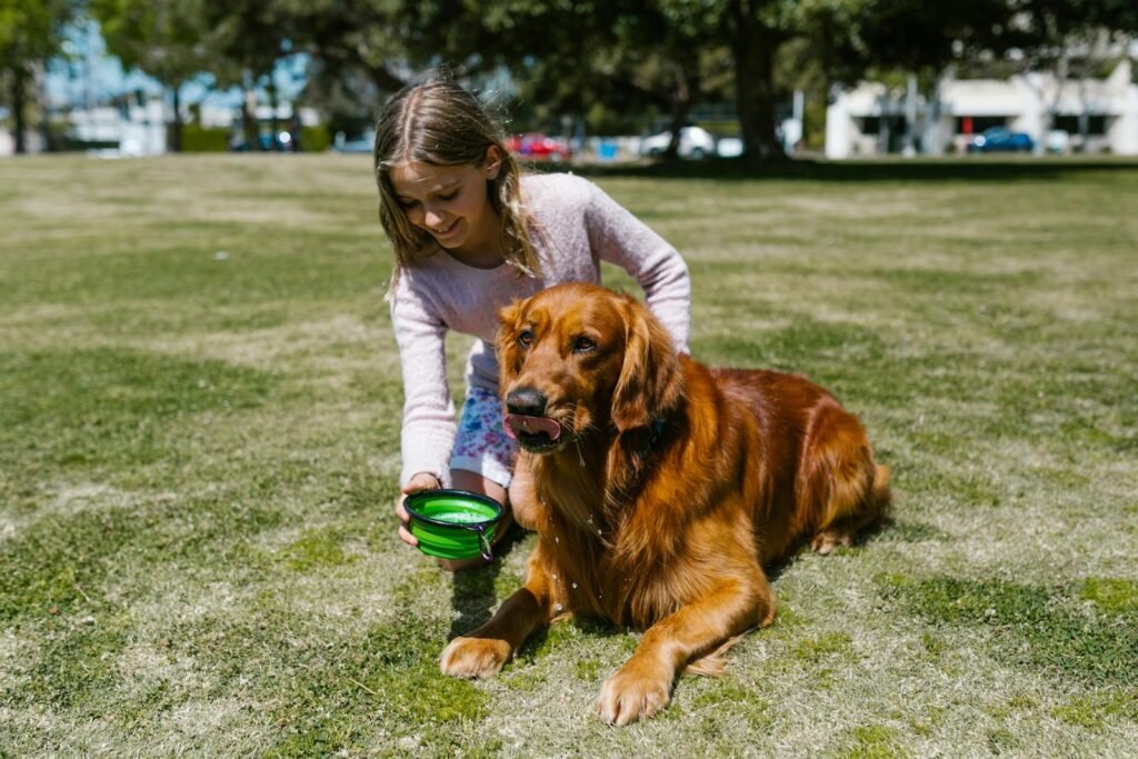 Young girl feeding a golden retriever dog in a sunny park setting. Outdoor lifestyle.
