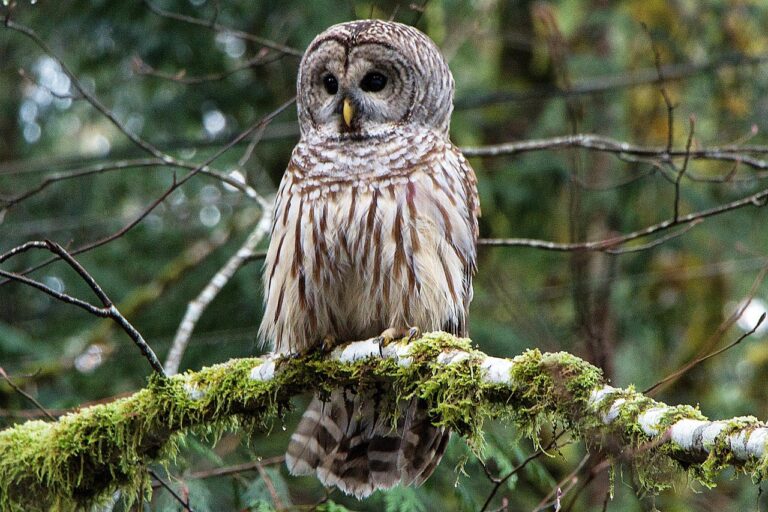 owl, barred owl, bird, feathers, wildlife, raptor, nature, barred owl, barred owl, barred owl, barred owl, barred owl