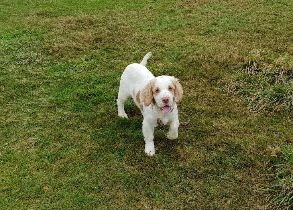 Clumber Spaniel Puppies: What to Expect