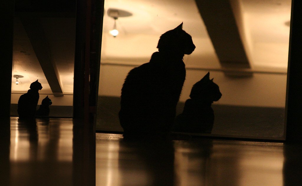 New “Salty Licorice” Cat Color Discovered—And It’s All Thanks to a Missing Piece of DNA