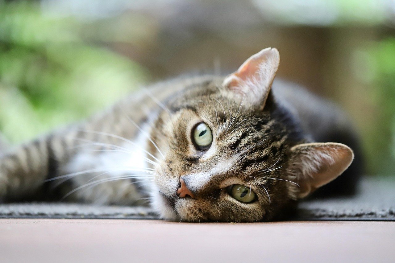 New Study Finds a Genetic Link Between Cats’ Purring and Their Personality