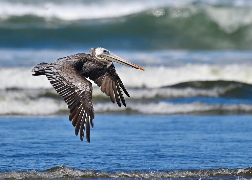brown pelican, pelican, bird, animal, flight, wings, beak, feathers, plumage, wildlife, nature, closeup, brown pelican, pelican, pelican, pelican, pelican, pelican