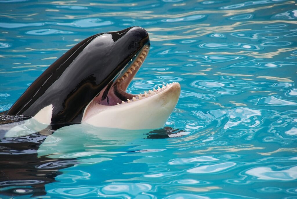 loro park, nature, orca, fish