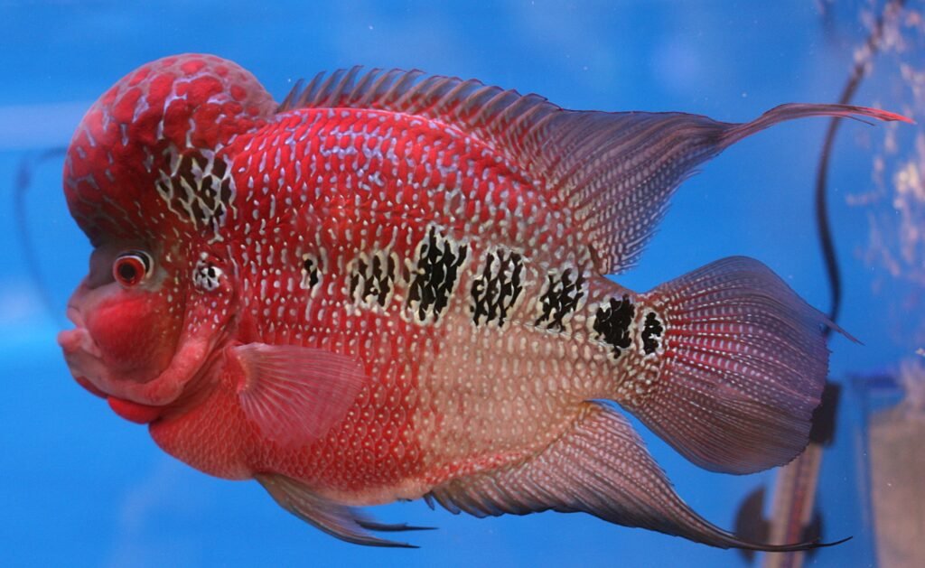 Flowerhorn Cichlid: A Living Gem with Personality to Match