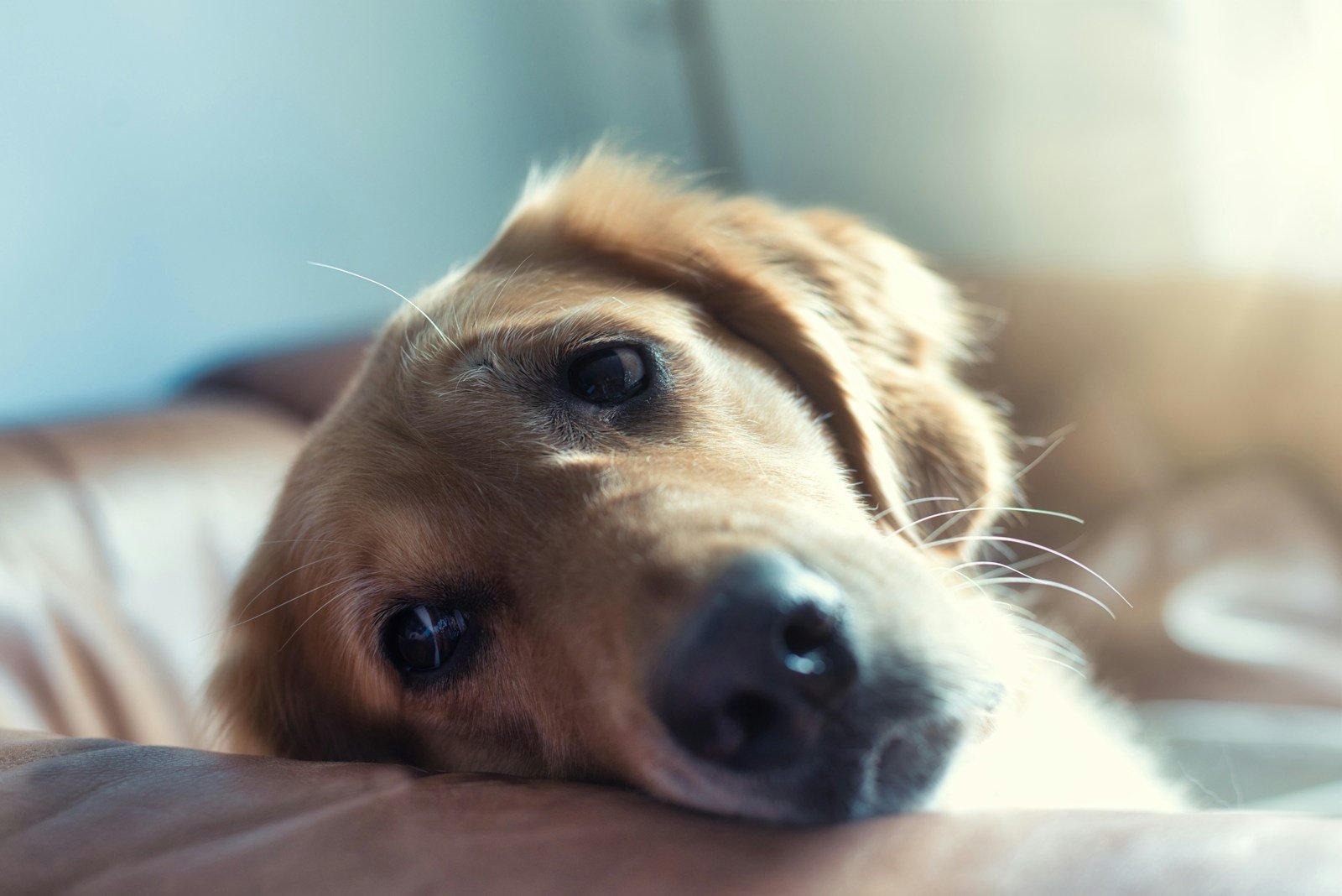Study Suggests Dogs Cry Happy Tears When Reunited With Their Favorite Humans