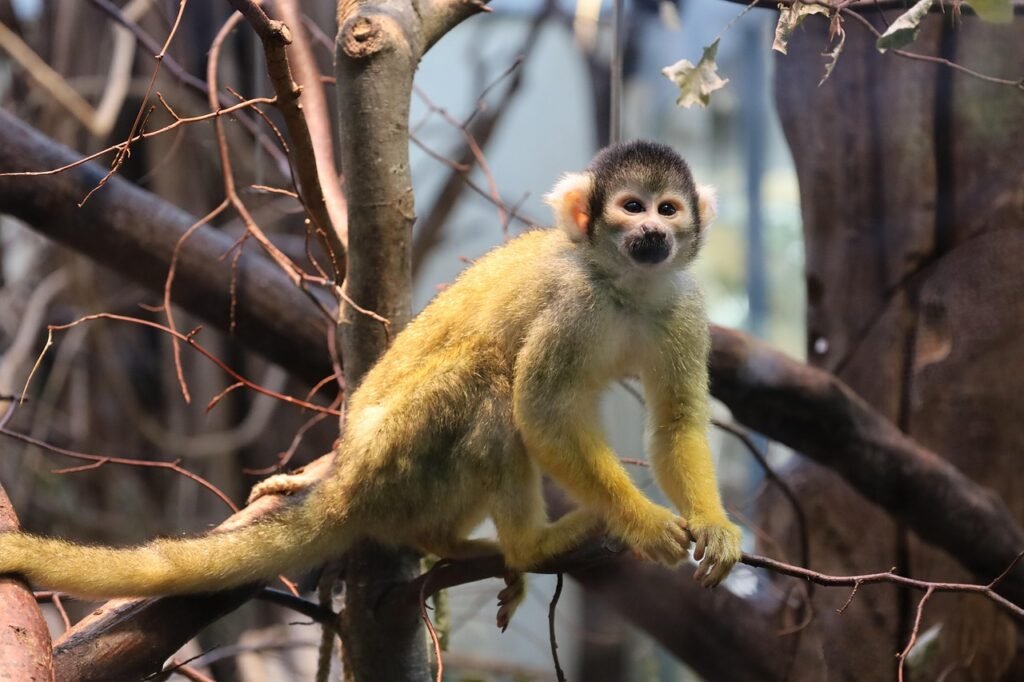 squirrel monkeys, monkey, animal, nature, small monkey, wildlife, primate, mammal, ape, chimpanzee, species, wild, branch