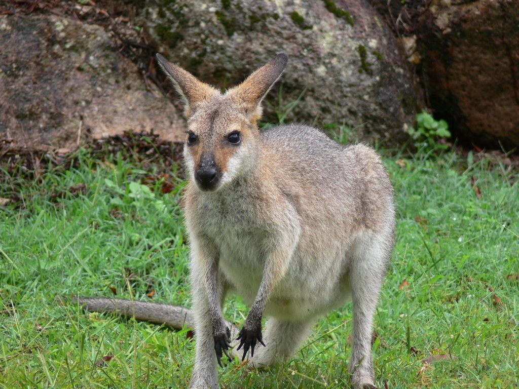 Florida Kangaroo Rescue Reminds Public That Exotic Pets Are No Walk in the Park