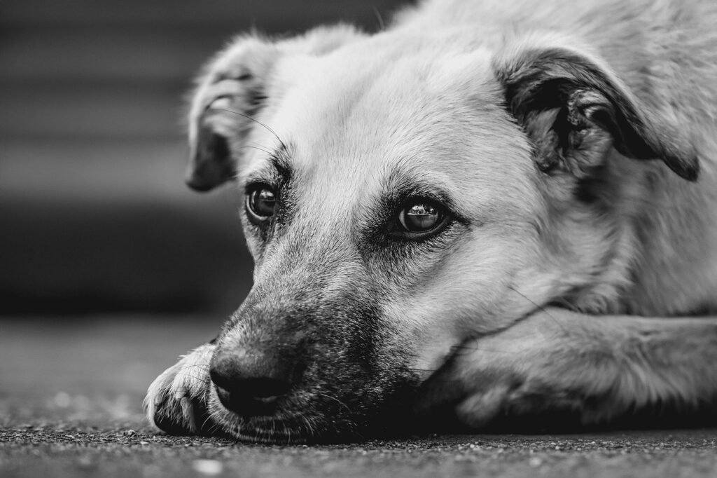 dog, animal, domestic animal, nature, pet, mammal, snout, outdoors, wildlife, attentive, mixed breed dog
