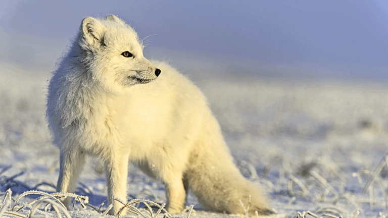 How the Arctic Fox Survives the Coldest Place on Earth