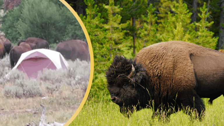 Large Herd of Bison Rolling Through Yellowstone Force Tourists to Abandon Campsite