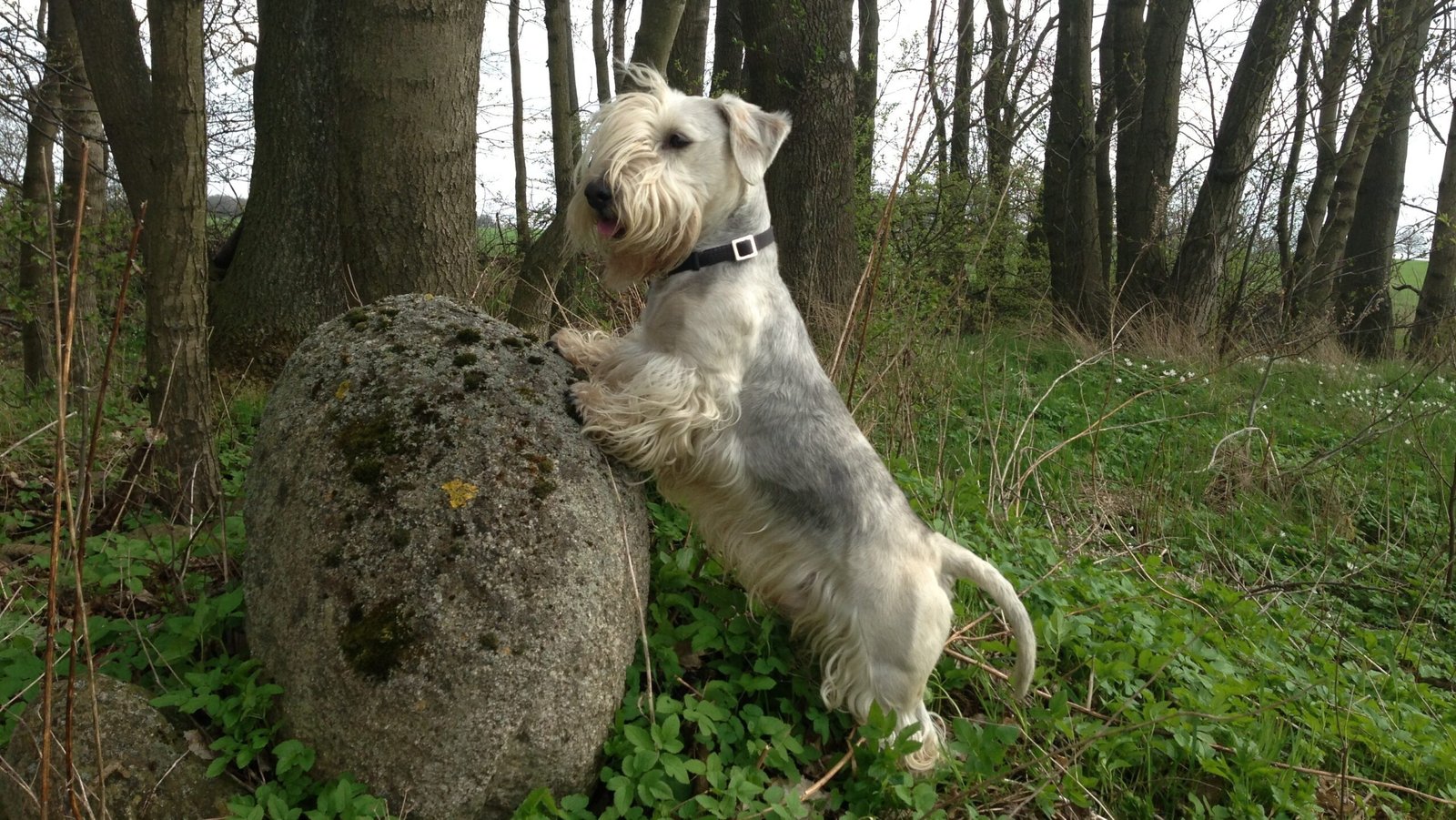 6 Facts You Did Not Know About The Rare Cesky Terrier