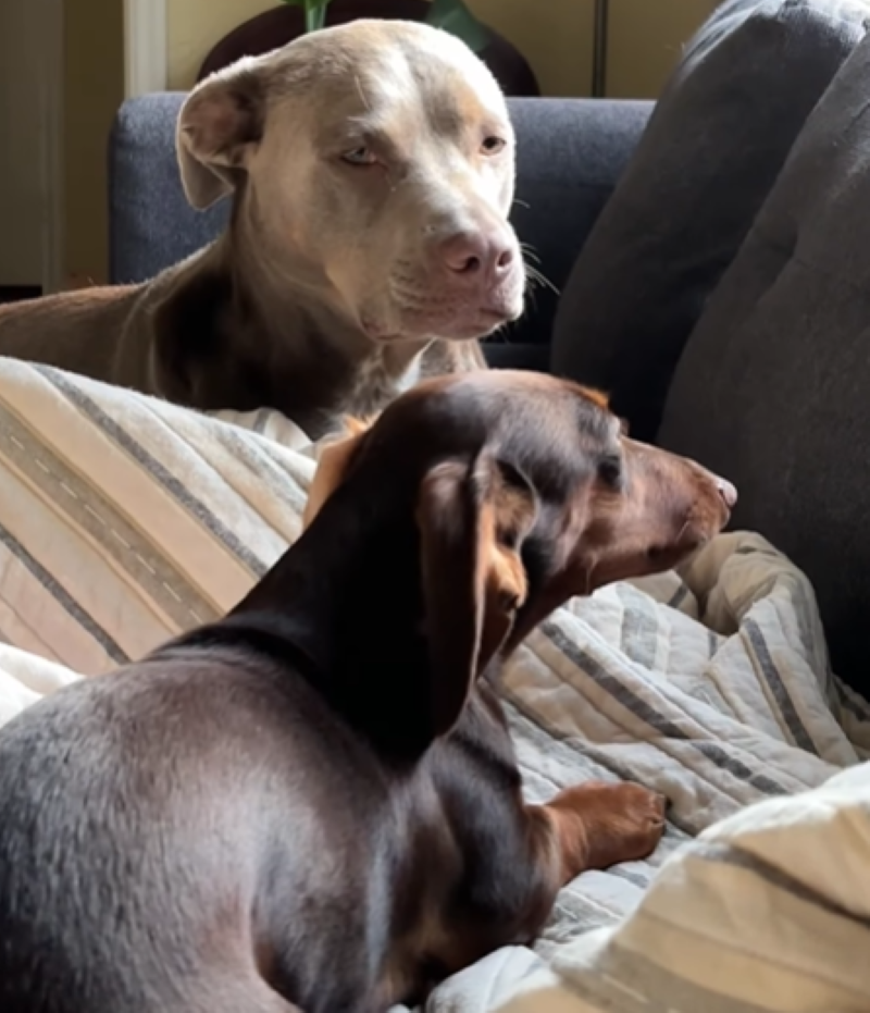 Always Watching Over Plum