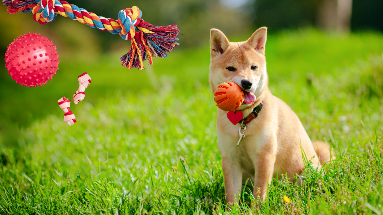 What Are The Best Toys For Shiba Inu Dogs?