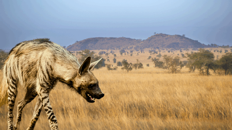 12 Interesting Facts About The Endangered Striped Hyena