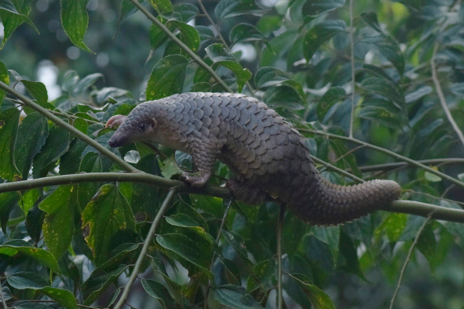 The Pangolin, the World’s Most Trafficked Mammal, Could Soon Be Protected in the U.S.