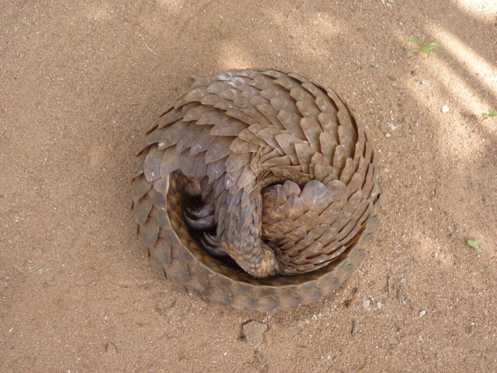 By Rachad sanoussi - Own work, CC BY-SA 4.0, https://commons.wikimedia.org/w/index.php?curid=92702260