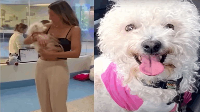 Missing Dog Believed Dead for 4 Years Walks Back Into Her Family’s Life—And Their Hearts