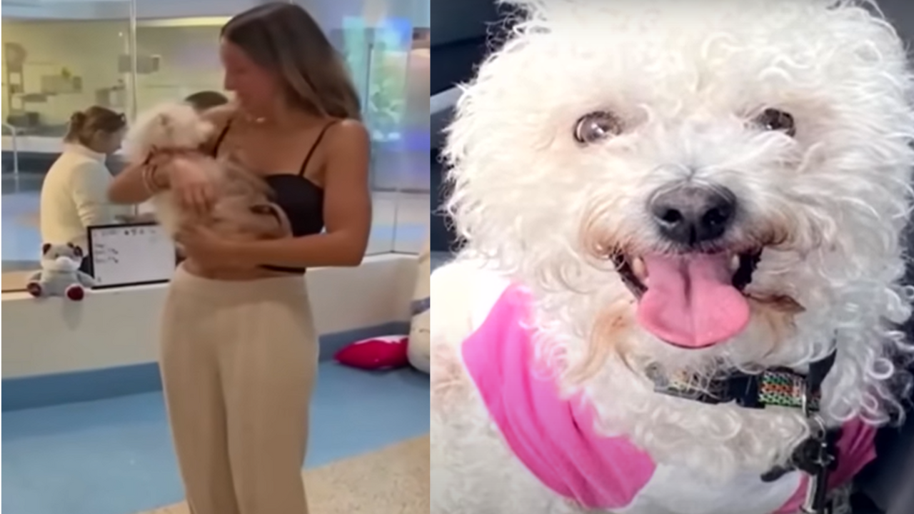 Missing Dog Believed Dead for 4 Years Walks Back Into Her Family’s Life—And Their Hearts