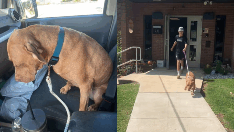 Pennsylvania Dog Thought She Was Going Back to the Shelter—But She Was Finally Going Home