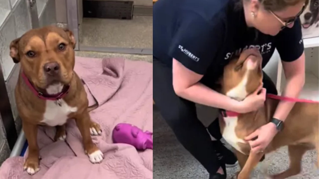 After 243 Days in the Shelter, Dog Finally Gets Her Forever Home With an Emotional Farewell From Staff