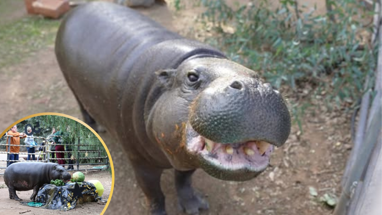 World’s Oldest Pygmy Hippo Creates World Record Celebrating 51st Birthday in San Diego
