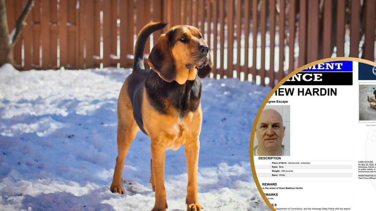 Bloodhounds Join Manhunt for Escaped Convict “Devil of The Ozarks” Who Fled Arkansas