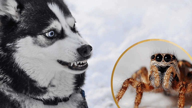 15 Creatures That Dogs Just Cannot Tolerate