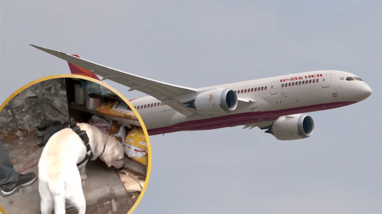 Sniffer Dogs Deployed At Site of Air India Plane Crash: First Black Box Found.