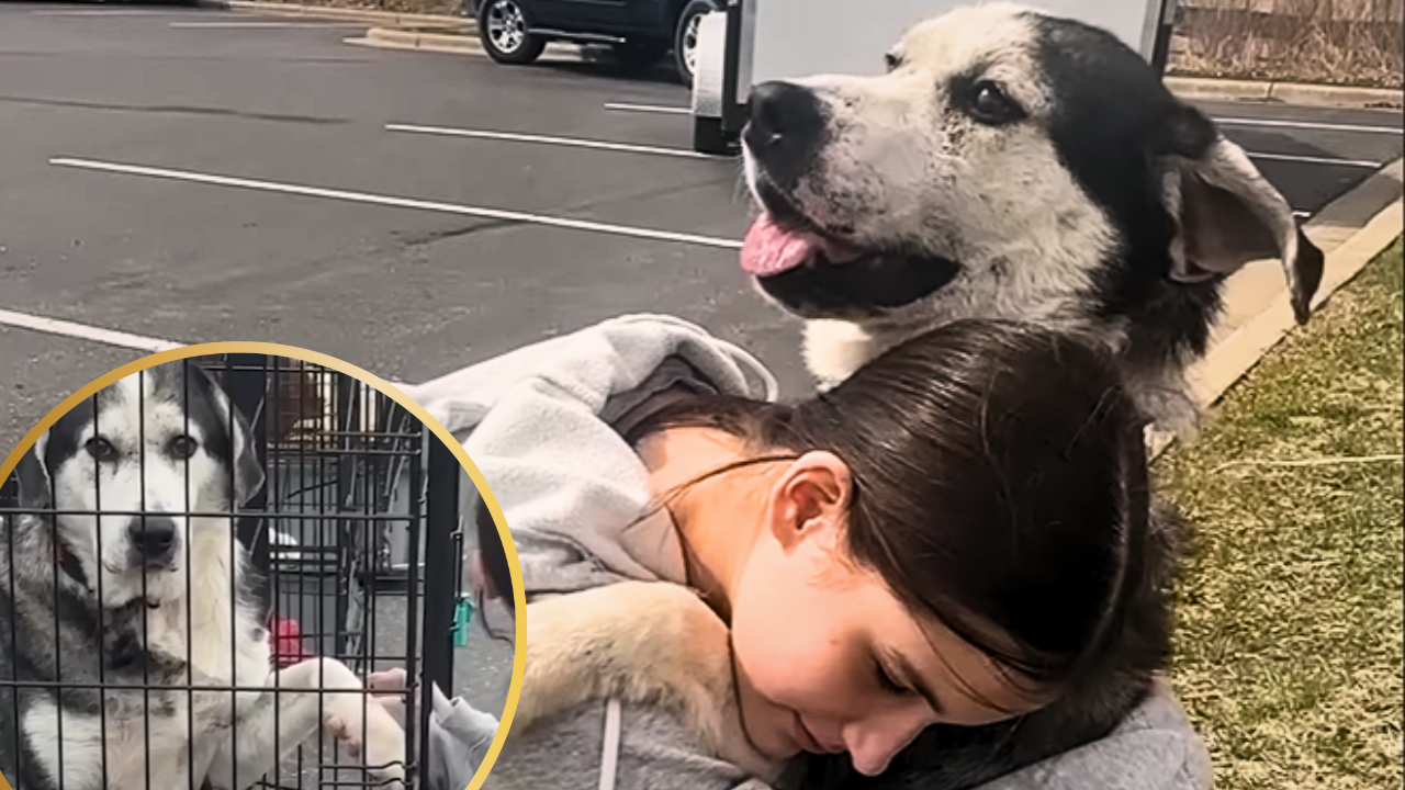 Senior Dog Surrendered Twice Finally Meets His Forever Person