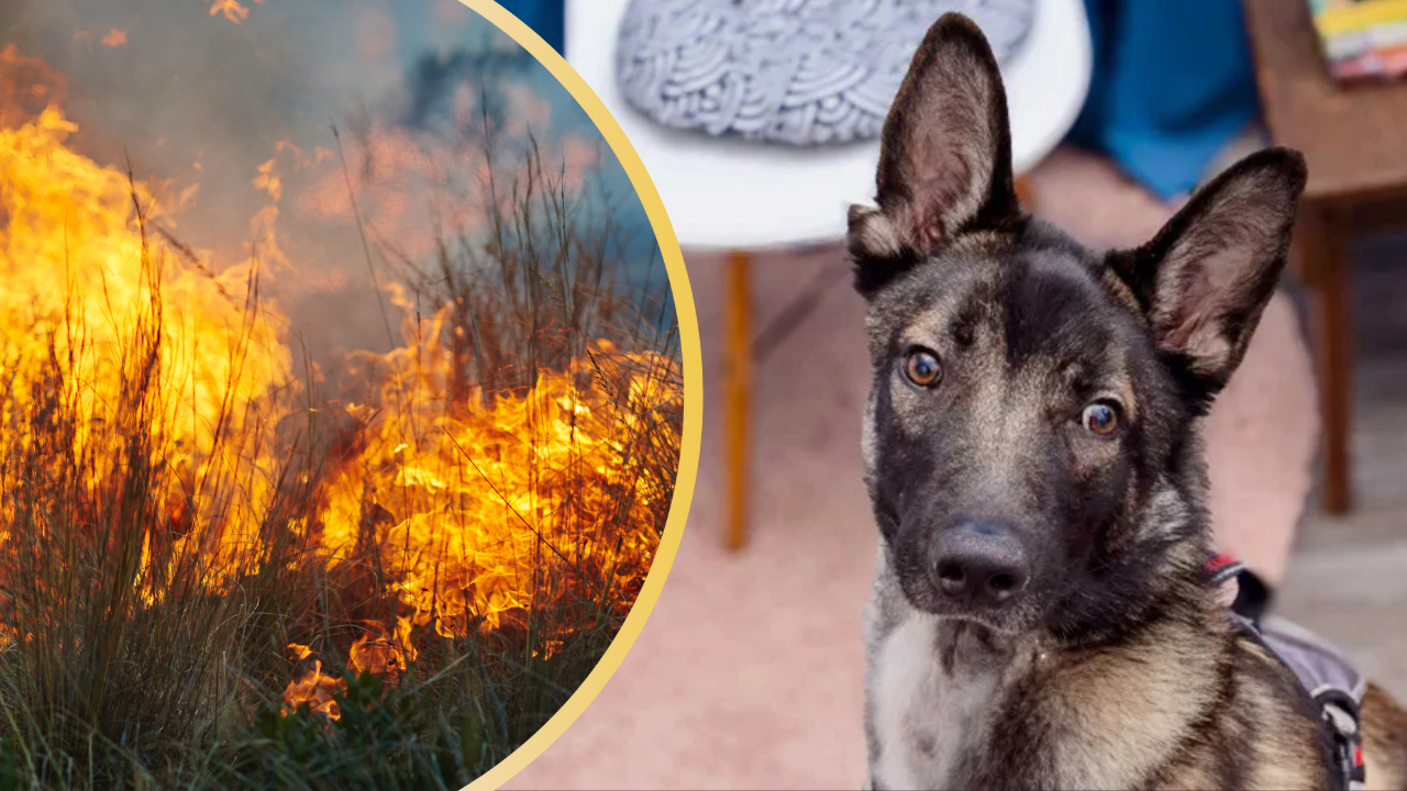 Dog Injured From LA Wildfires Could Not Open His Mouth-Now He’s a Playful Pup Looking for His forever Home