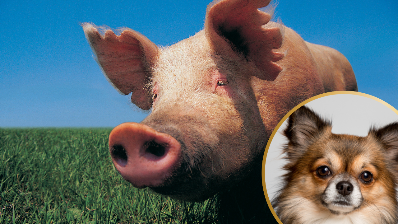 Cute Pig’s Love Towards Senior Blind Chihuahua is Heartwarming