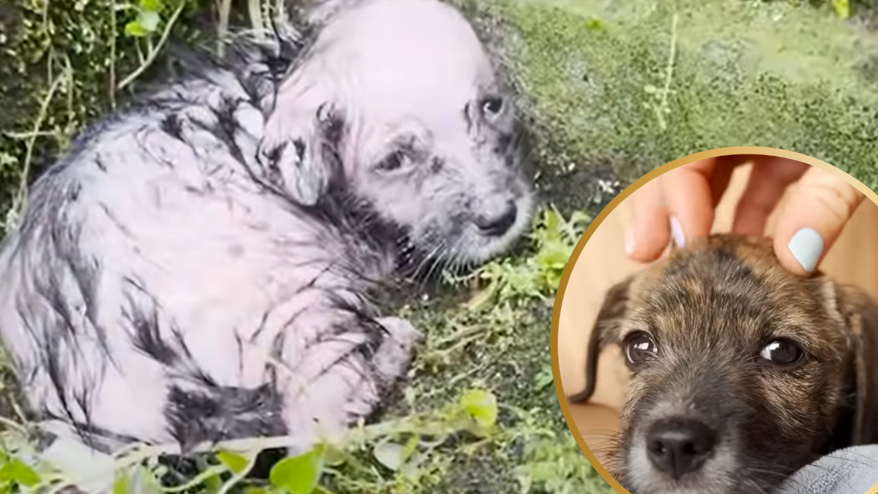 Tiniest Puppy Shivering in Freezing Cold is Rescued With Mama