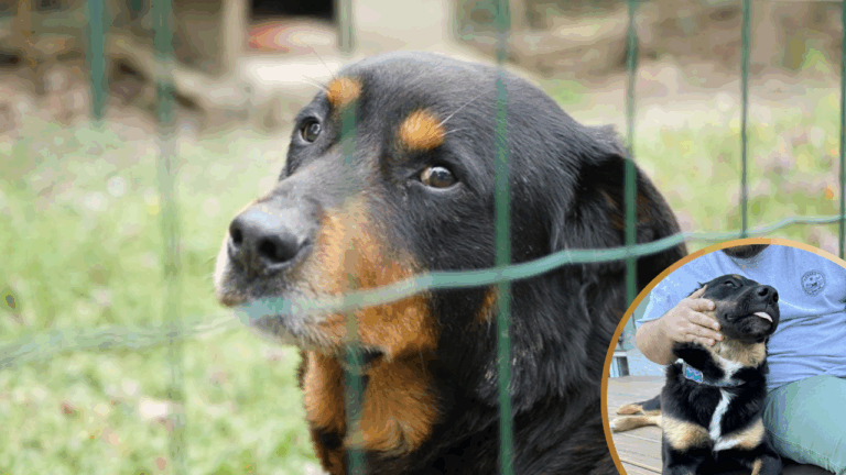 Shelter Dog Fearful of Humans Is Now a Happy Daddy’s Boy