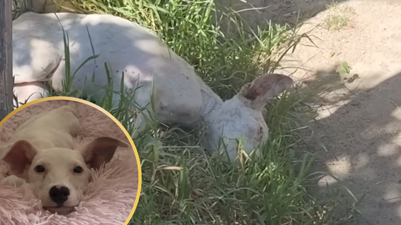 Lonely Puppy Barely Clinging to Life Gives Rescuers a Glimmer of Hope