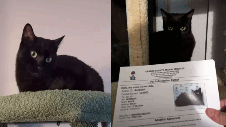 Vocal Black Cat Returned to Shelter For Being Too Talkative Finds a Forever Home Just 24 Hours Later