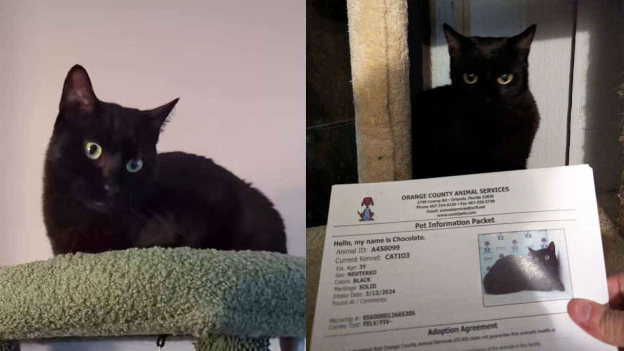 Vocal Black Cat Returned to Shelter For Being Too Talkative Finds a Forever Home Just 24 Hours Later