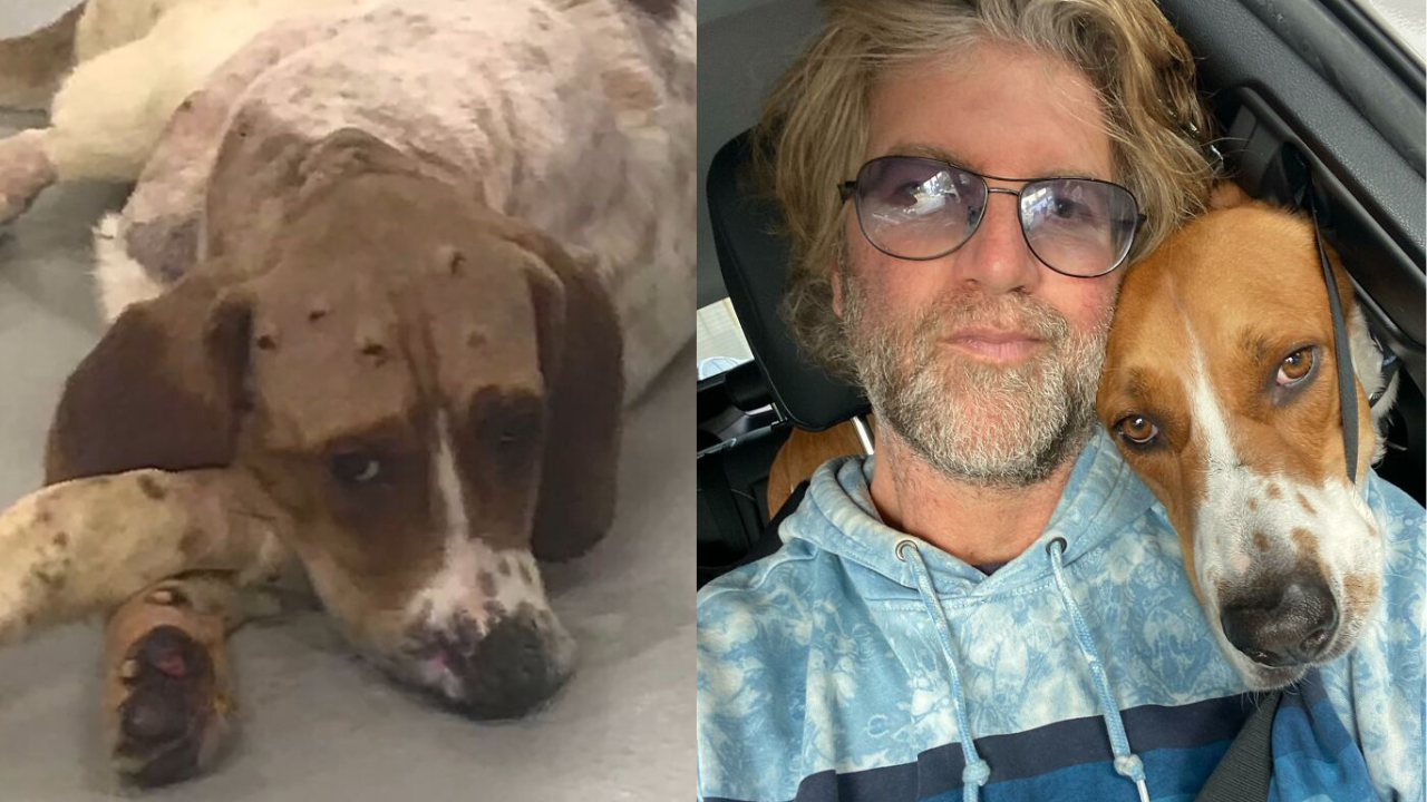 From Test Subject to Triumph: Otis the Rescue Dog’s Journey from Cruelty to Compassion