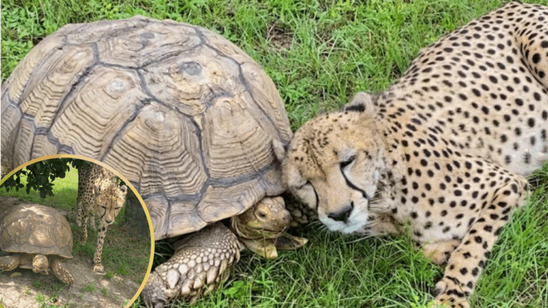 Cheetah Bonds with Tortoise for Emotional Support