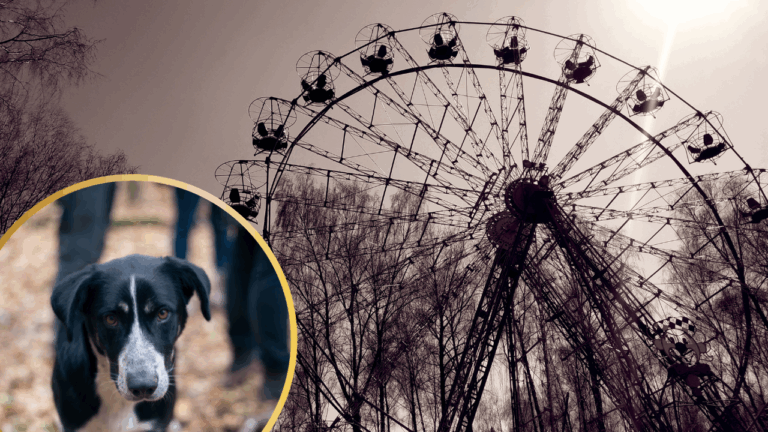 Why The Dogs of Chernobyl Could Be The Rarest in The World
