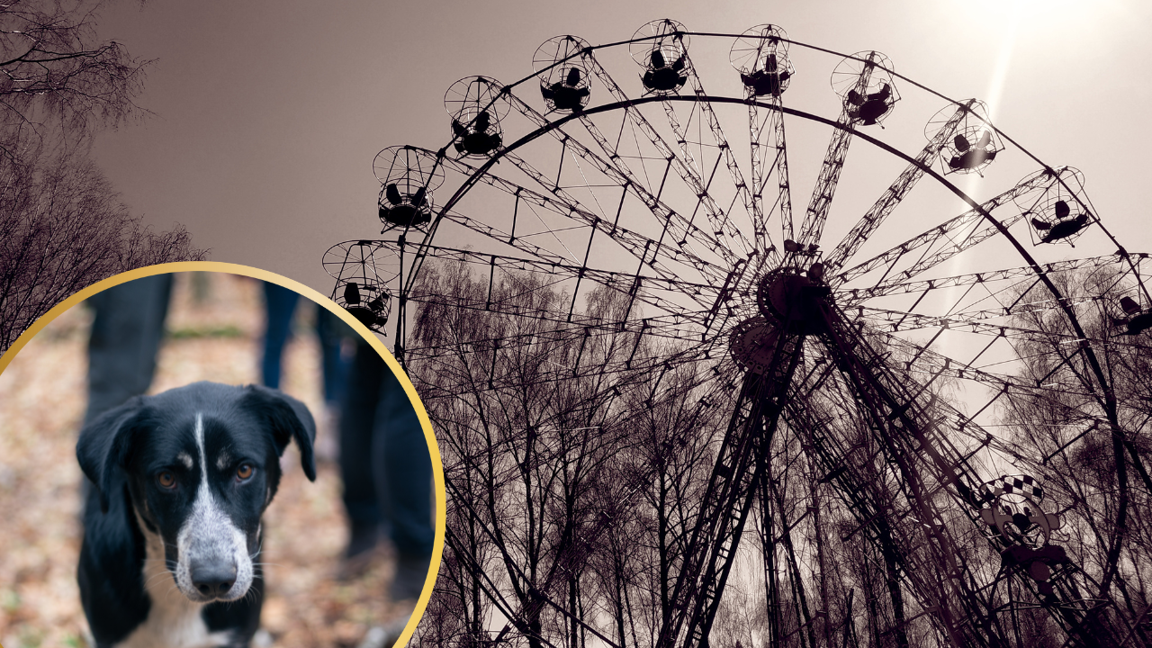 Why The Dogs of Chernobyl Could Be The Rarest in The World