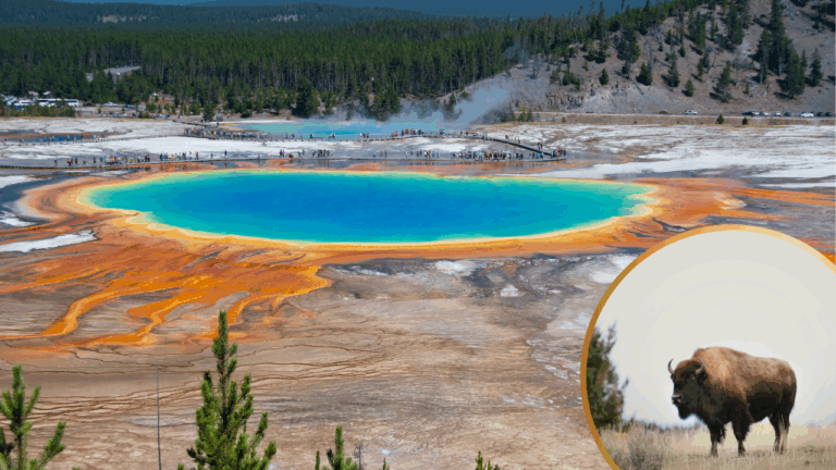 Yellowstone Bison Dies After Falling into Hot Spring Near Old Faithful
