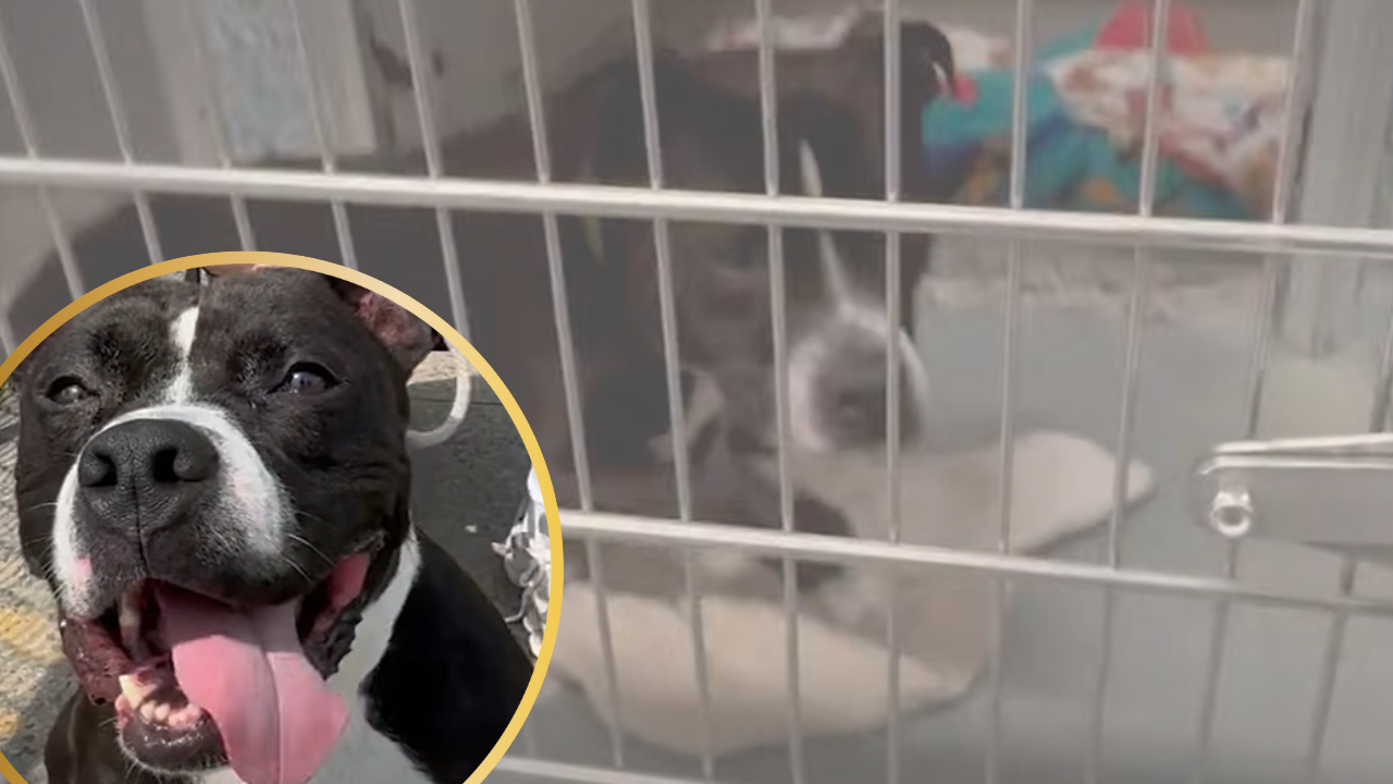 Adorable Pittie Who’s Spent Over 1000 Days in a Shelter is Looking for A Forever Home